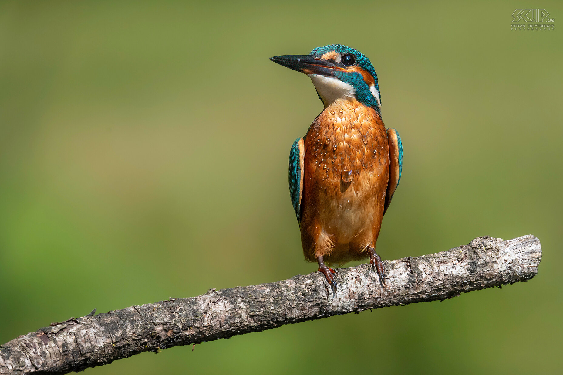 IJsvogel Een aantal van m'n beste beelden van de voorbije jaren van één van de mooiste vogeltjes in ons land; de ijsvogel. Stefan Cruysberghs